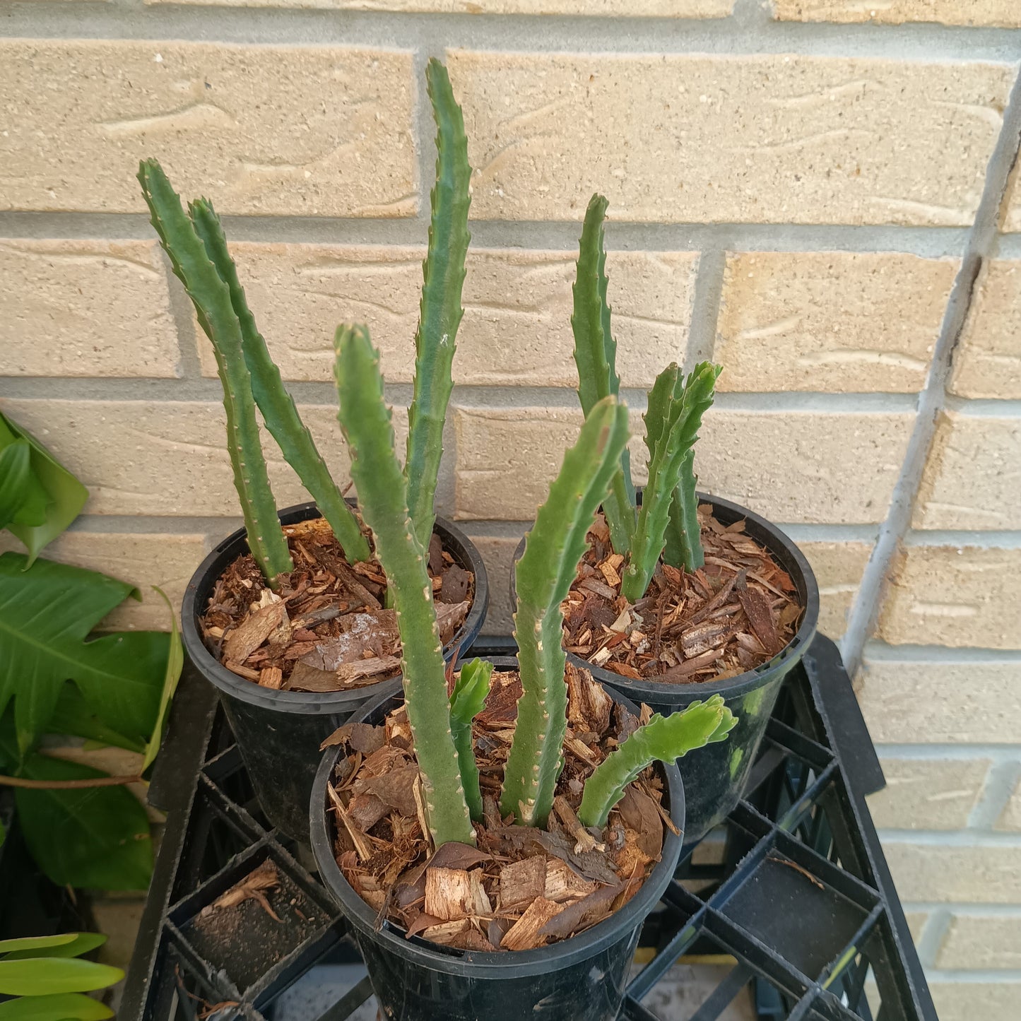 Stapelia Grandiflora