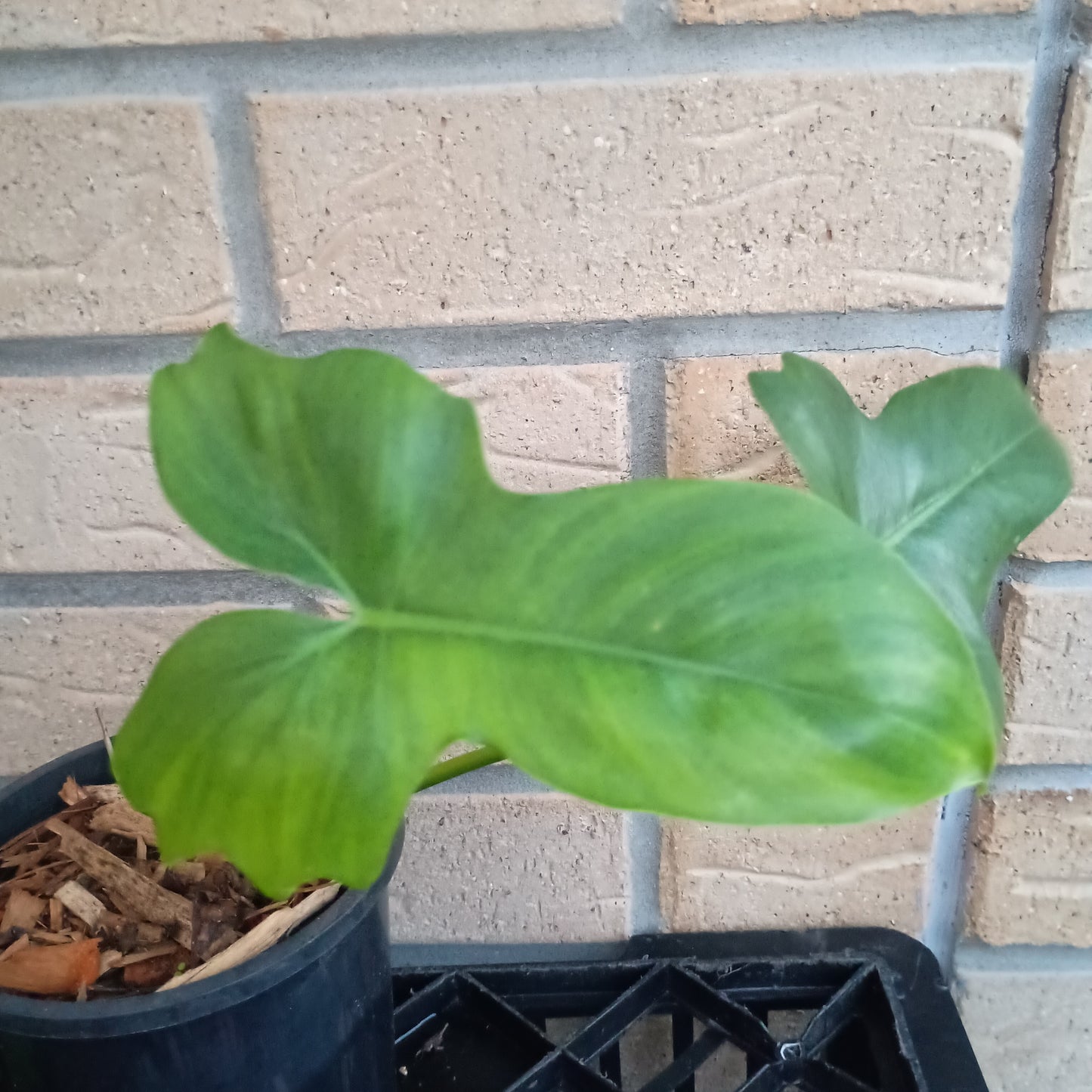 Philodendron Golden Dragon 130A
