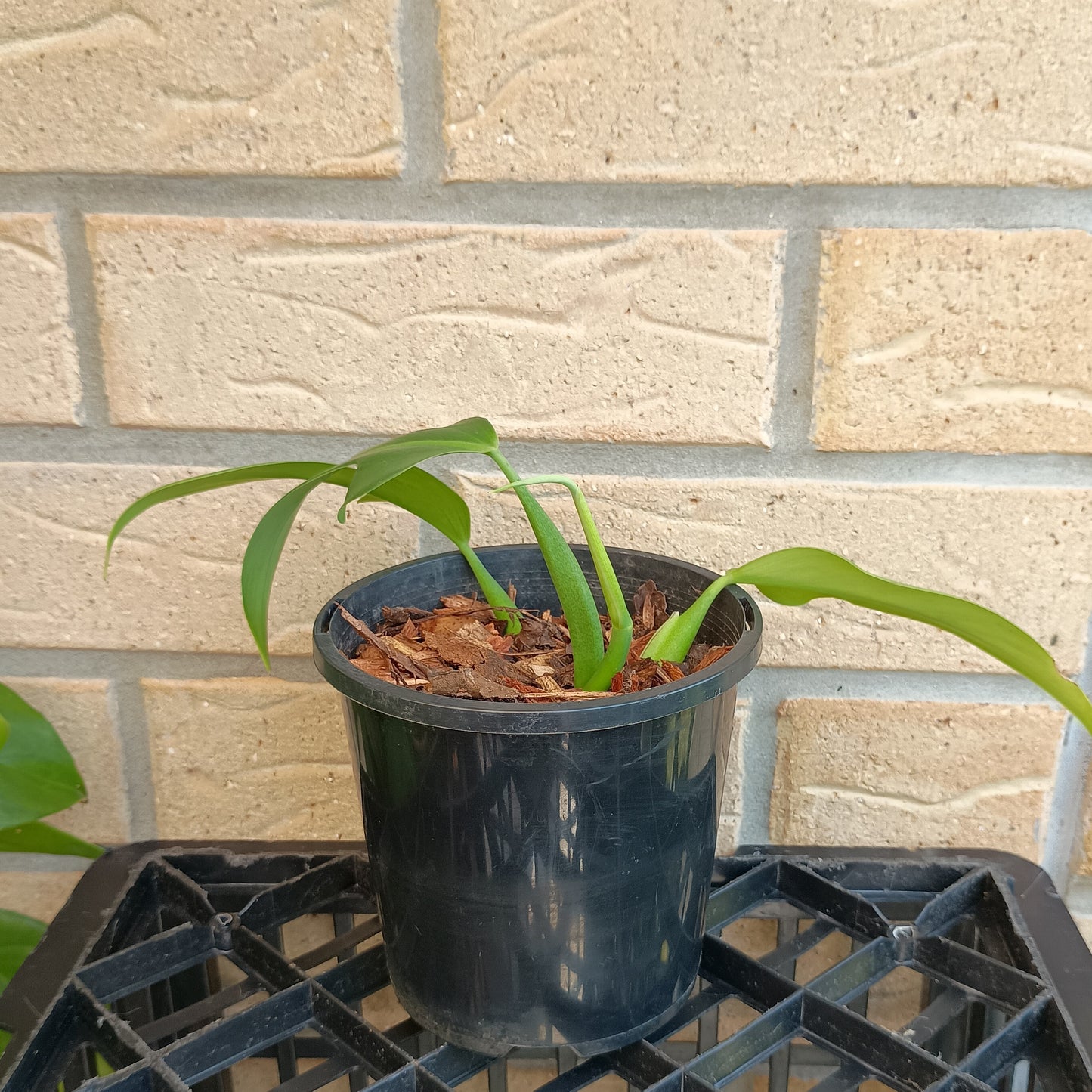 Philodendron Panduriforme aka Wolfs Head #130A