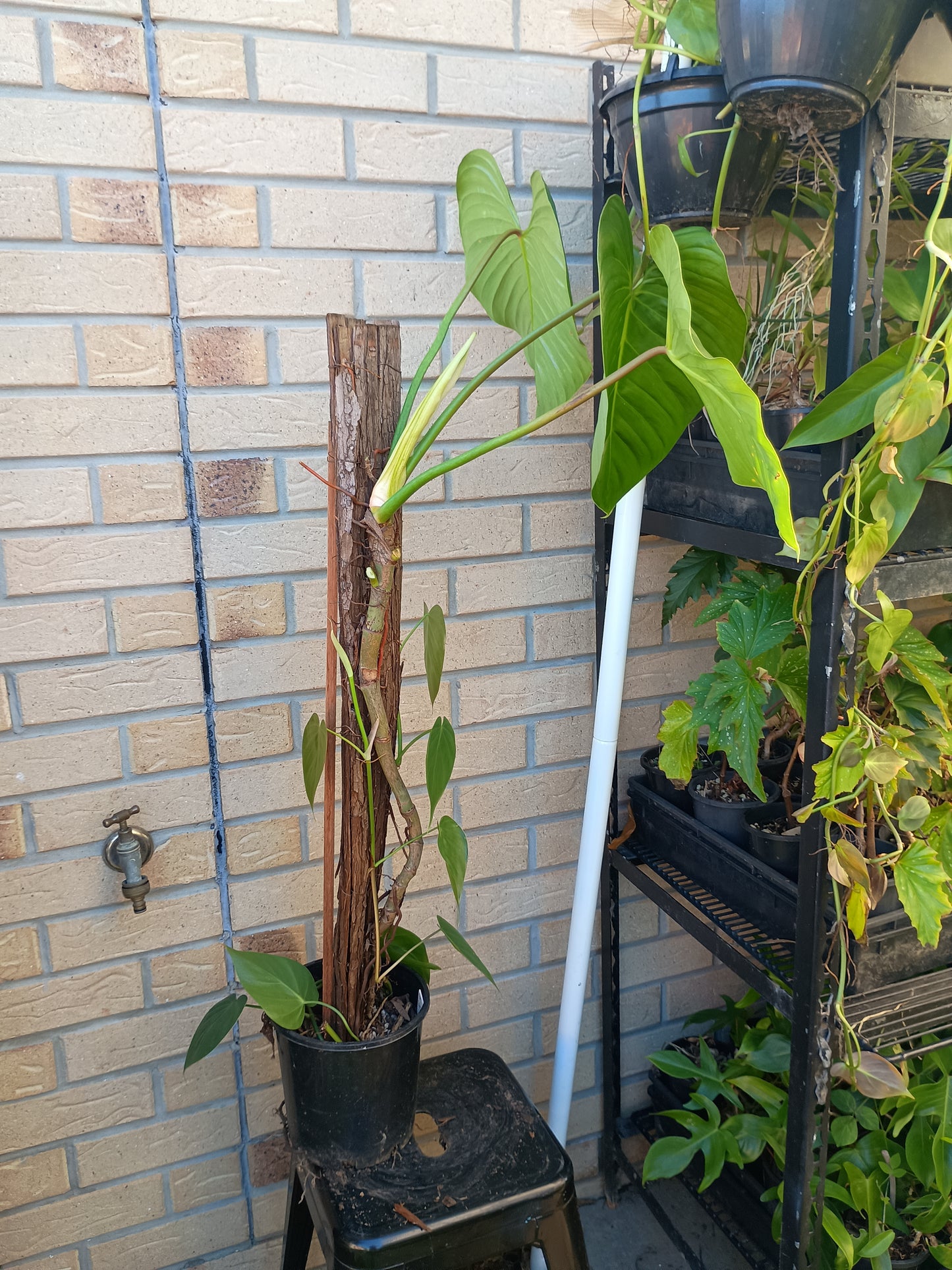 P.Eximium#2