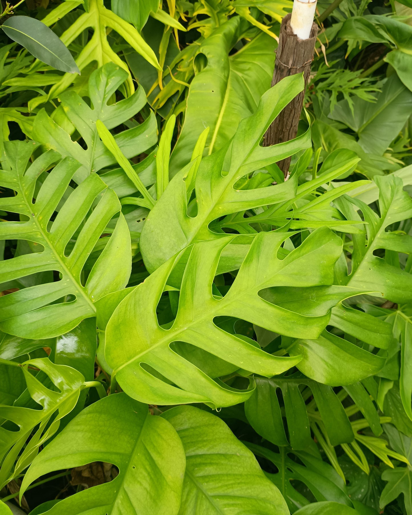 🌱 Epipremnum Pinnatum Mature
