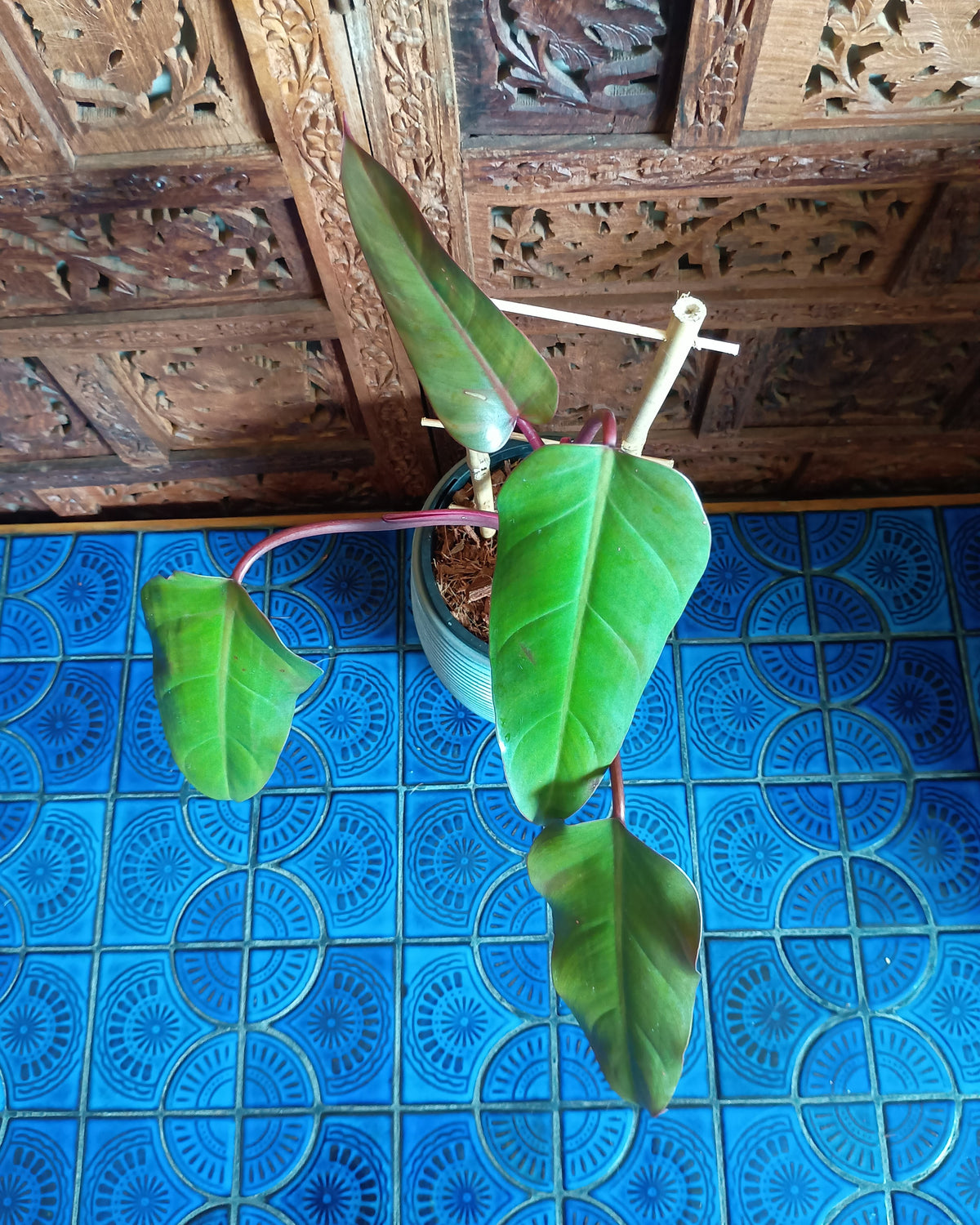 Philodendron Anderson's Red