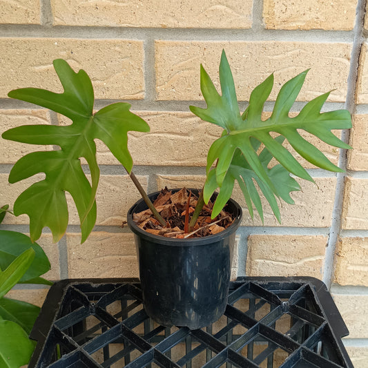 Philodendron Mayoi #130A