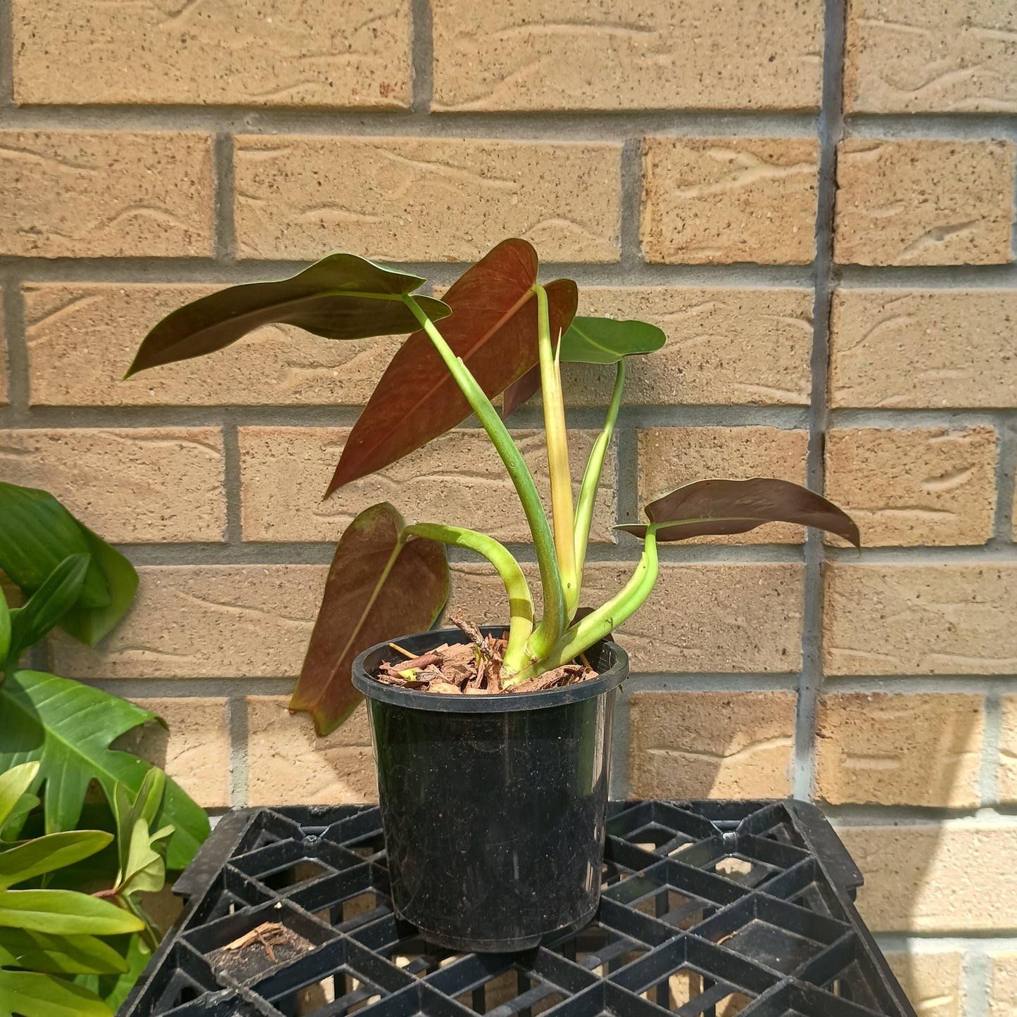 Philodendron Tuxtlanum 130single