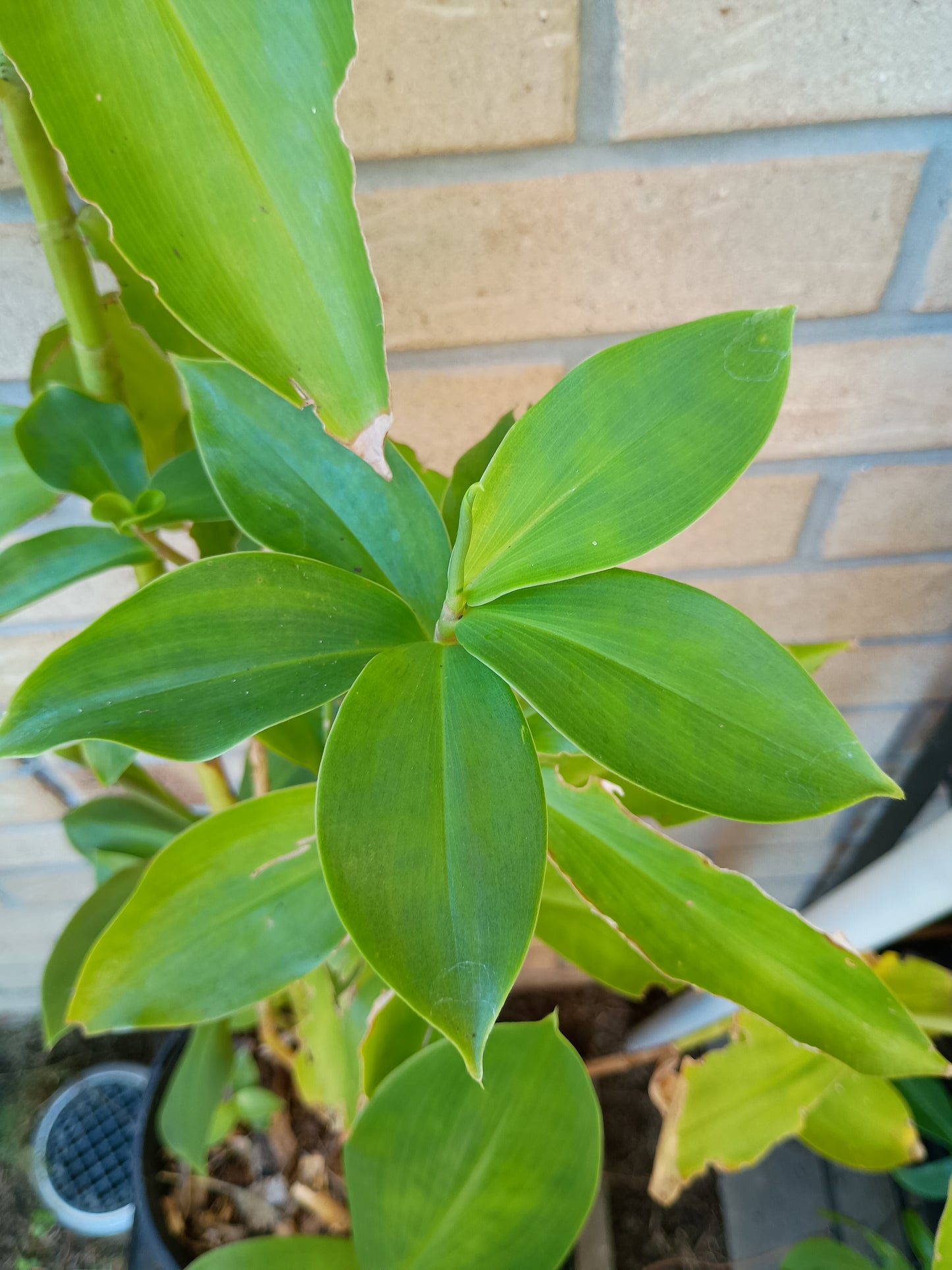 Spiral Ginger
Costus Comosus 200#1