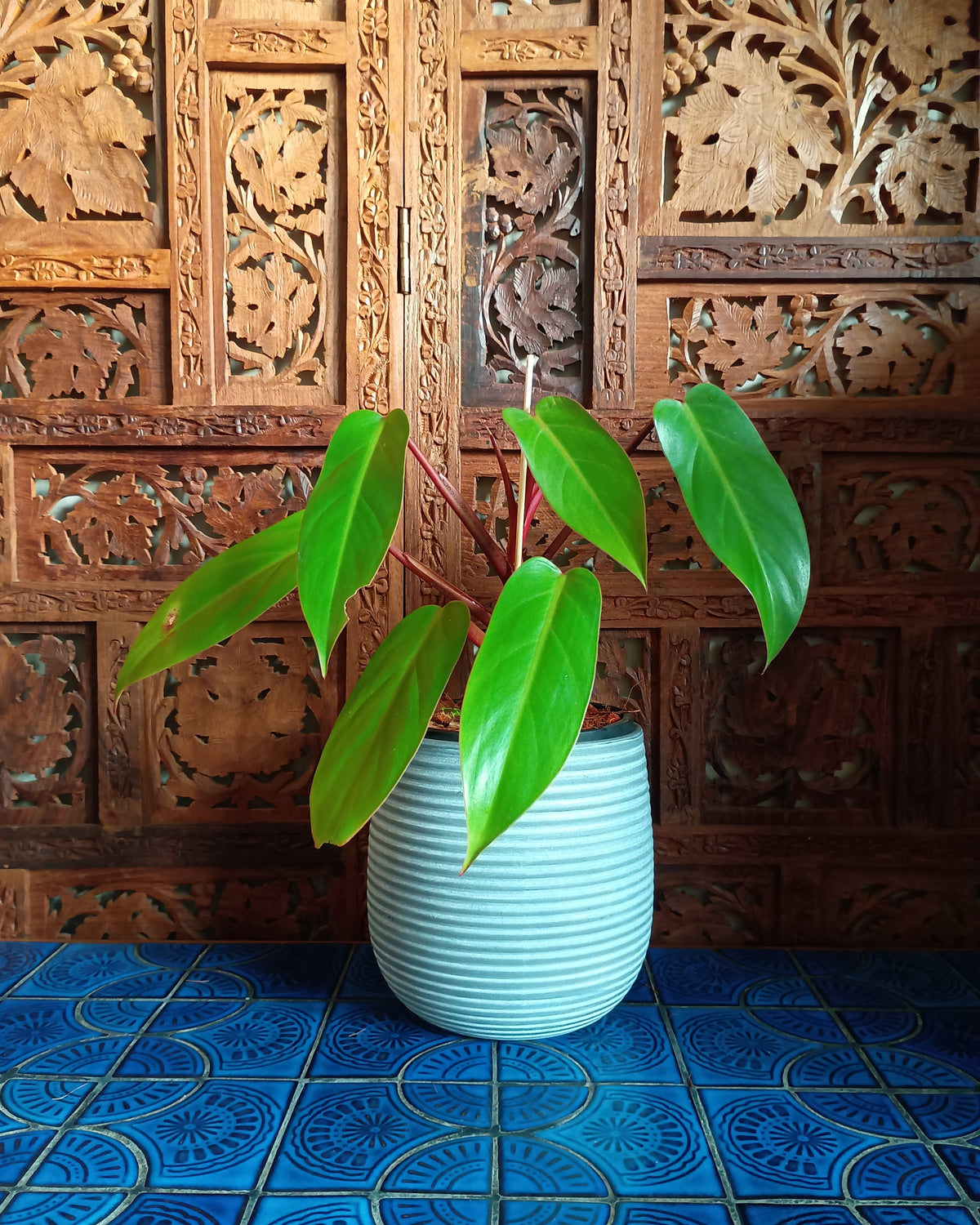 Philodendron Erubescens Red Emerald