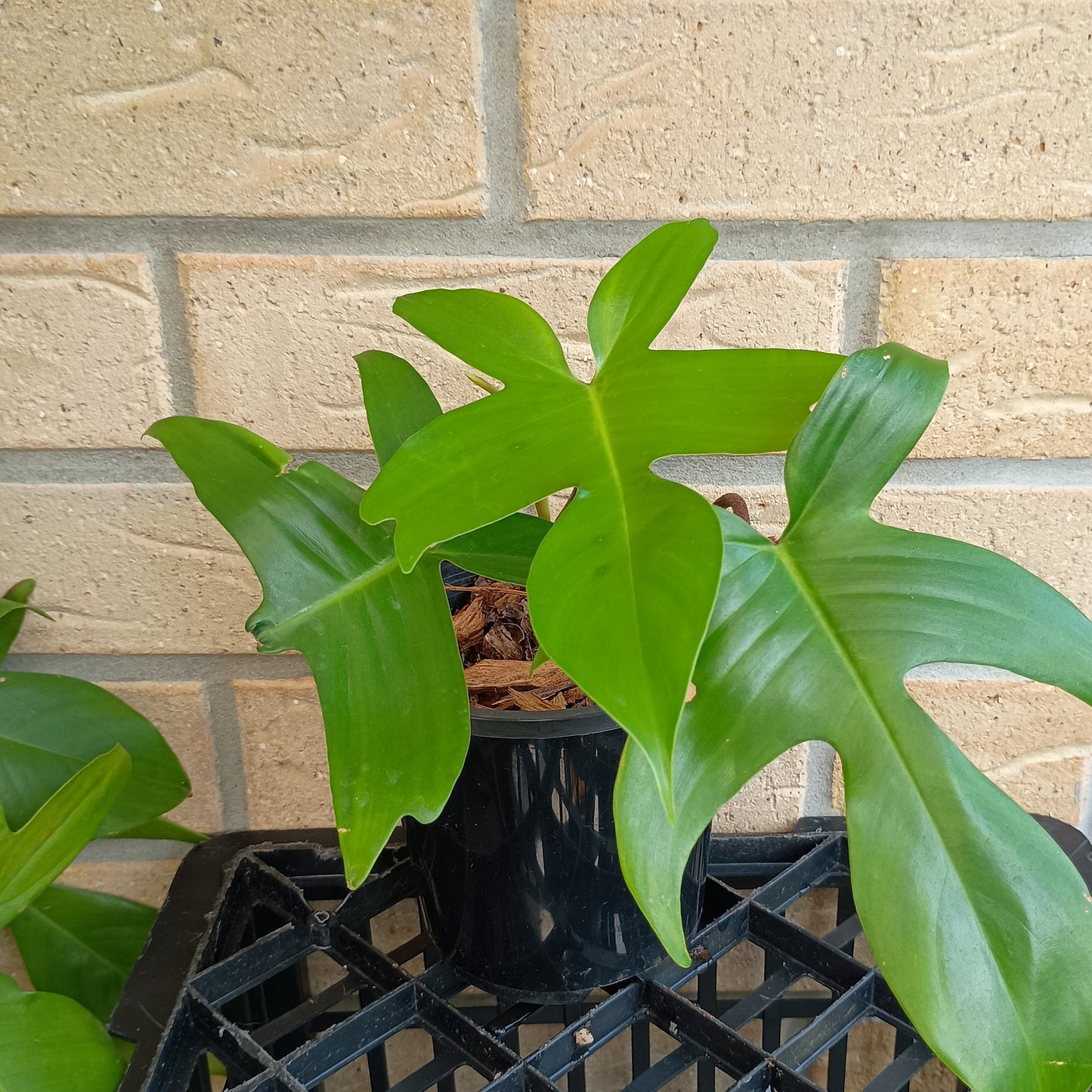 Philodendron Florida