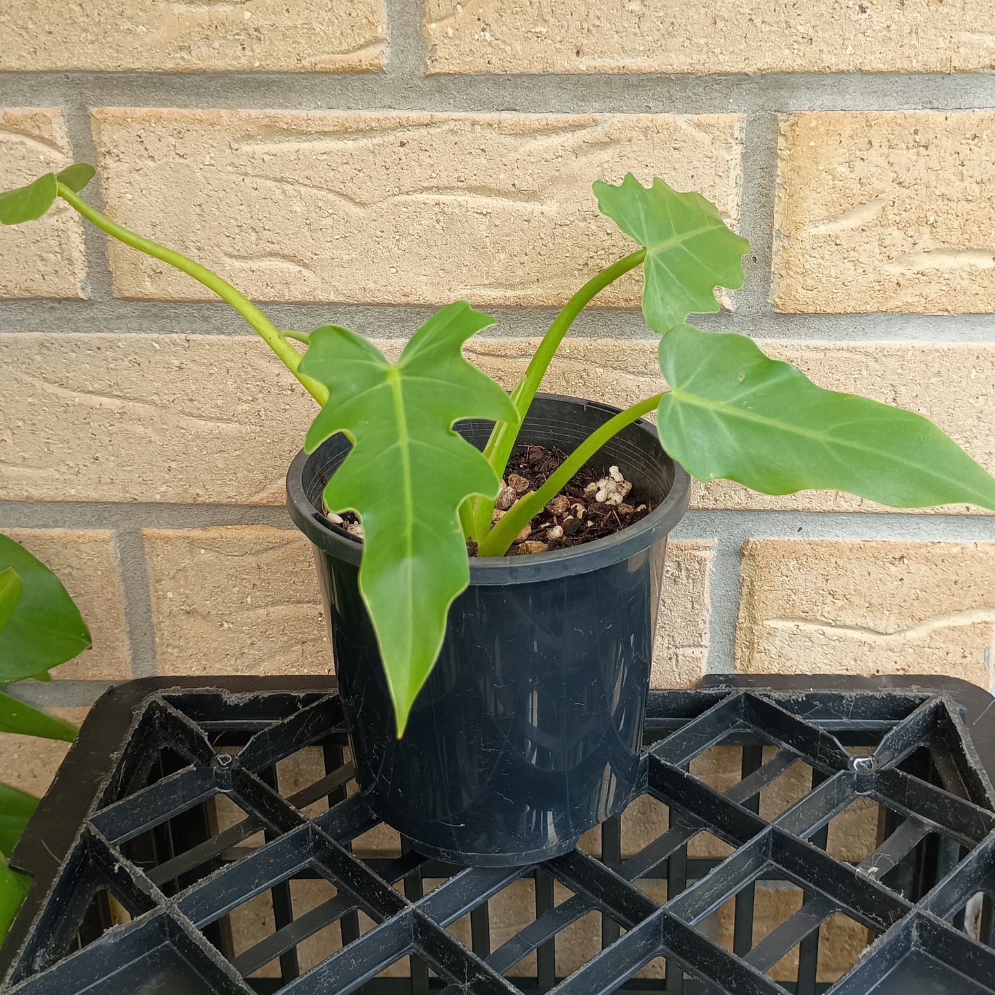 Philodendron Radiatum