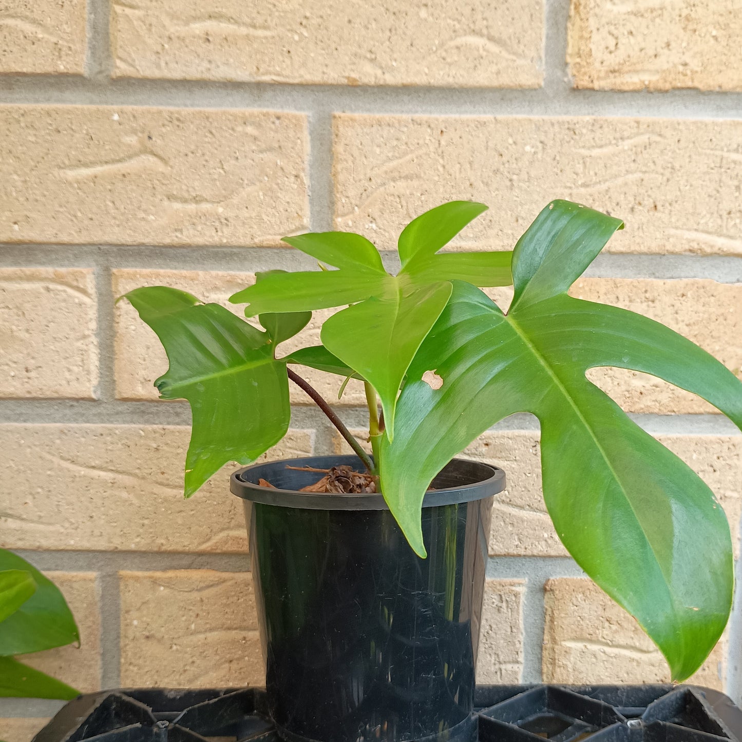 Philodendron Florida