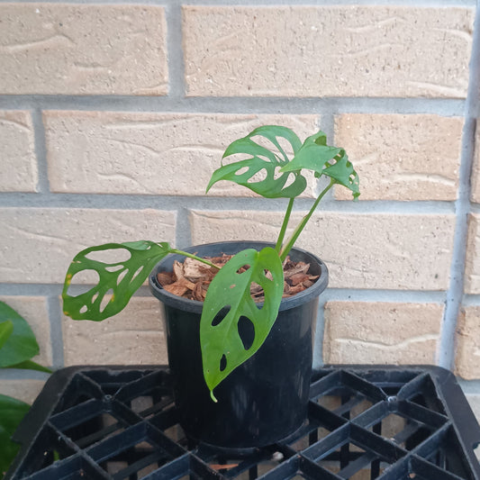 Monstera Adansonii