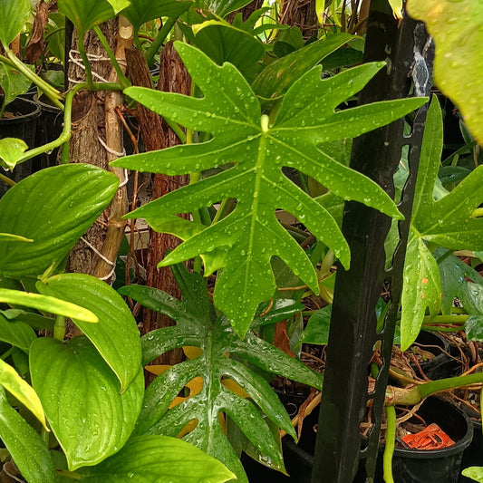 Philodendron Radiatum