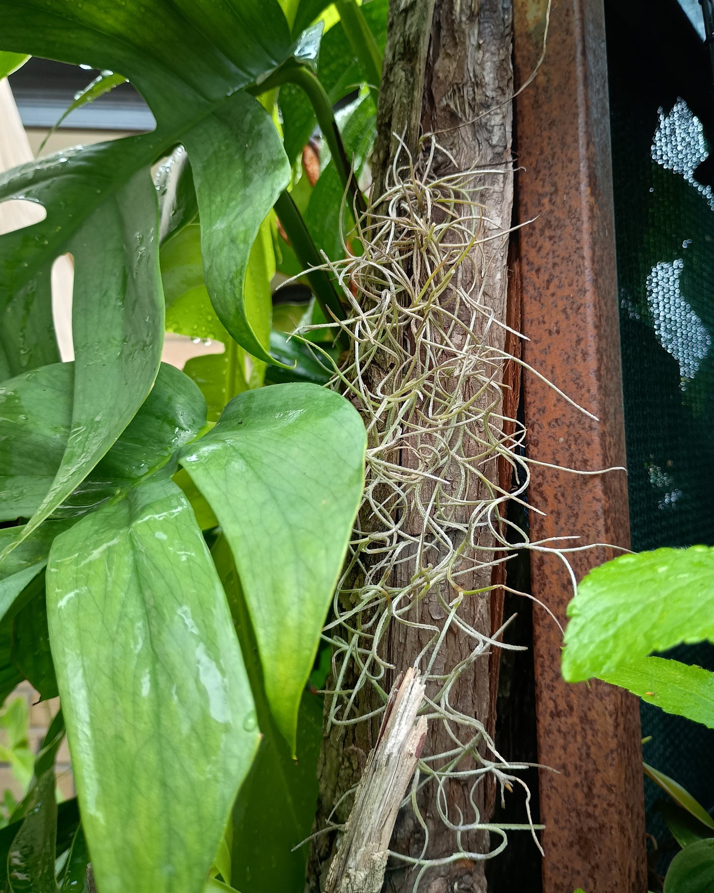 Tillandsia Usneoides (Spanish Moss)