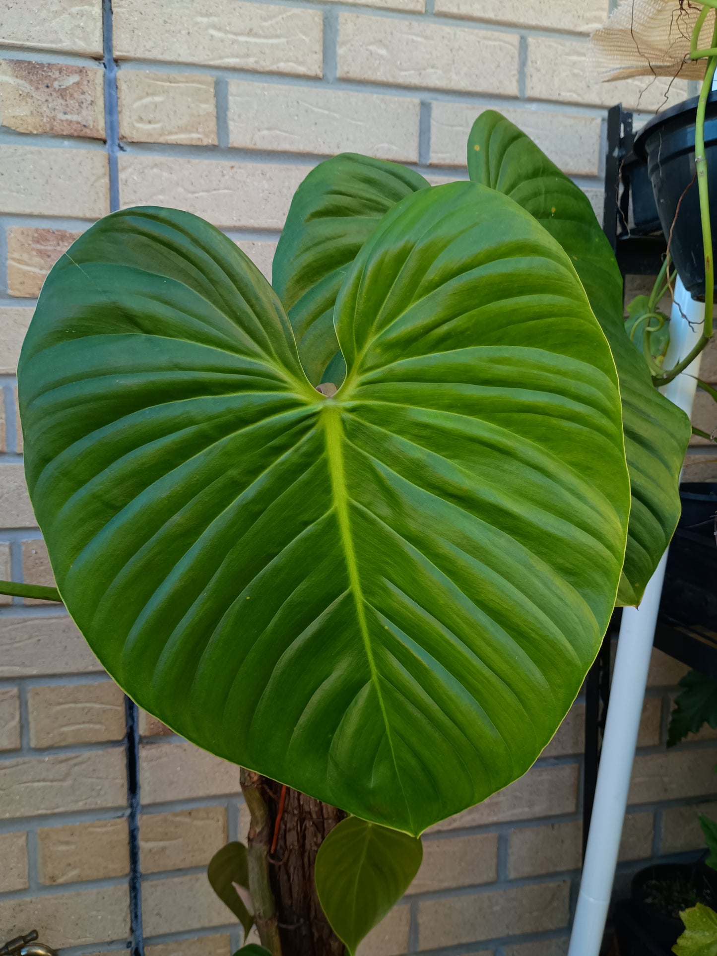 P.Eximium#2