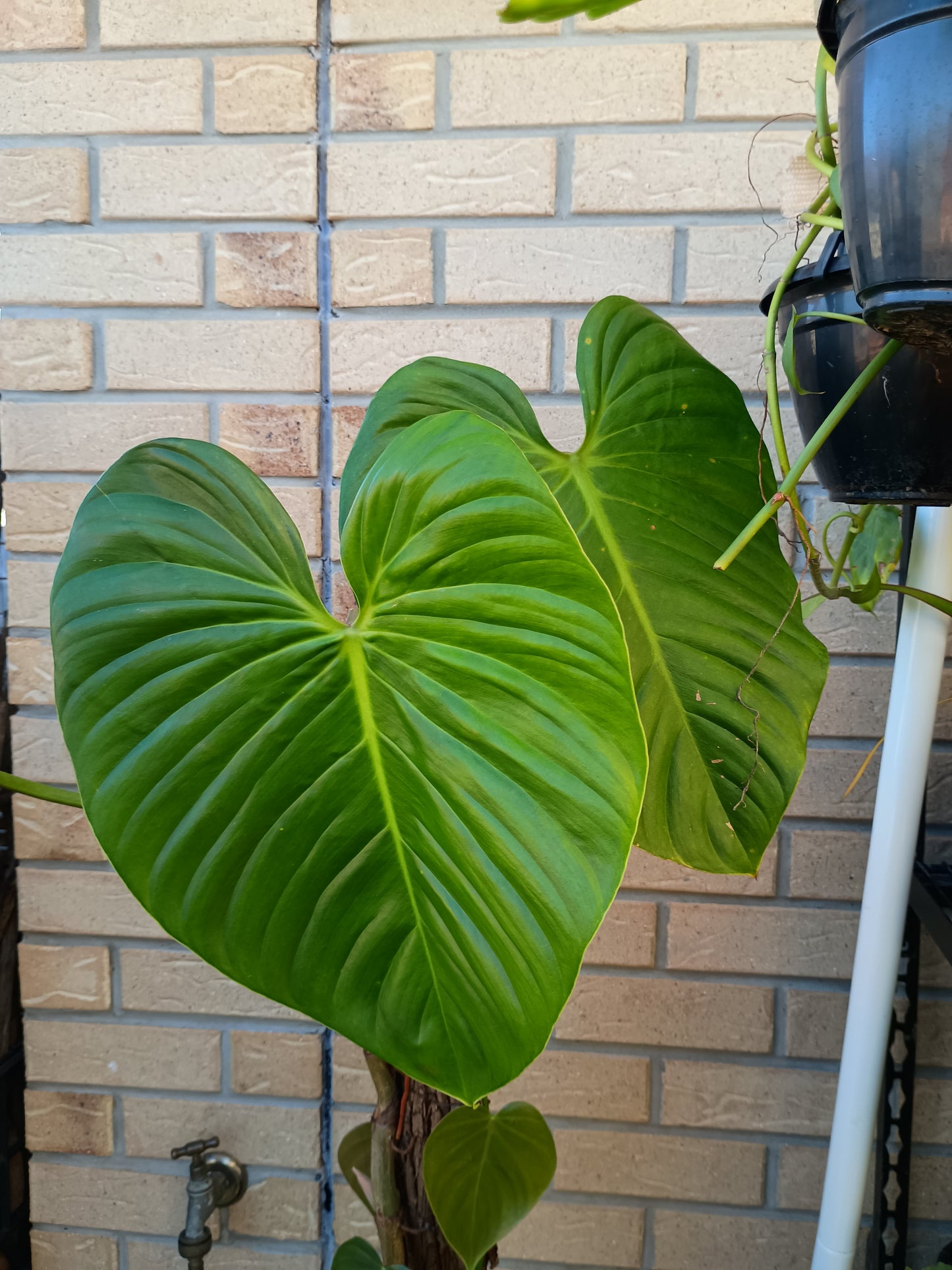 P.Eximium#2