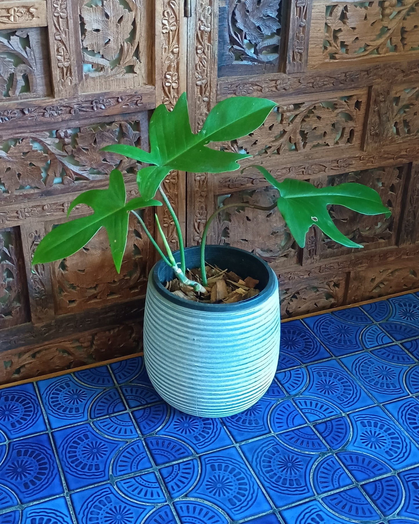Philodendron Florida