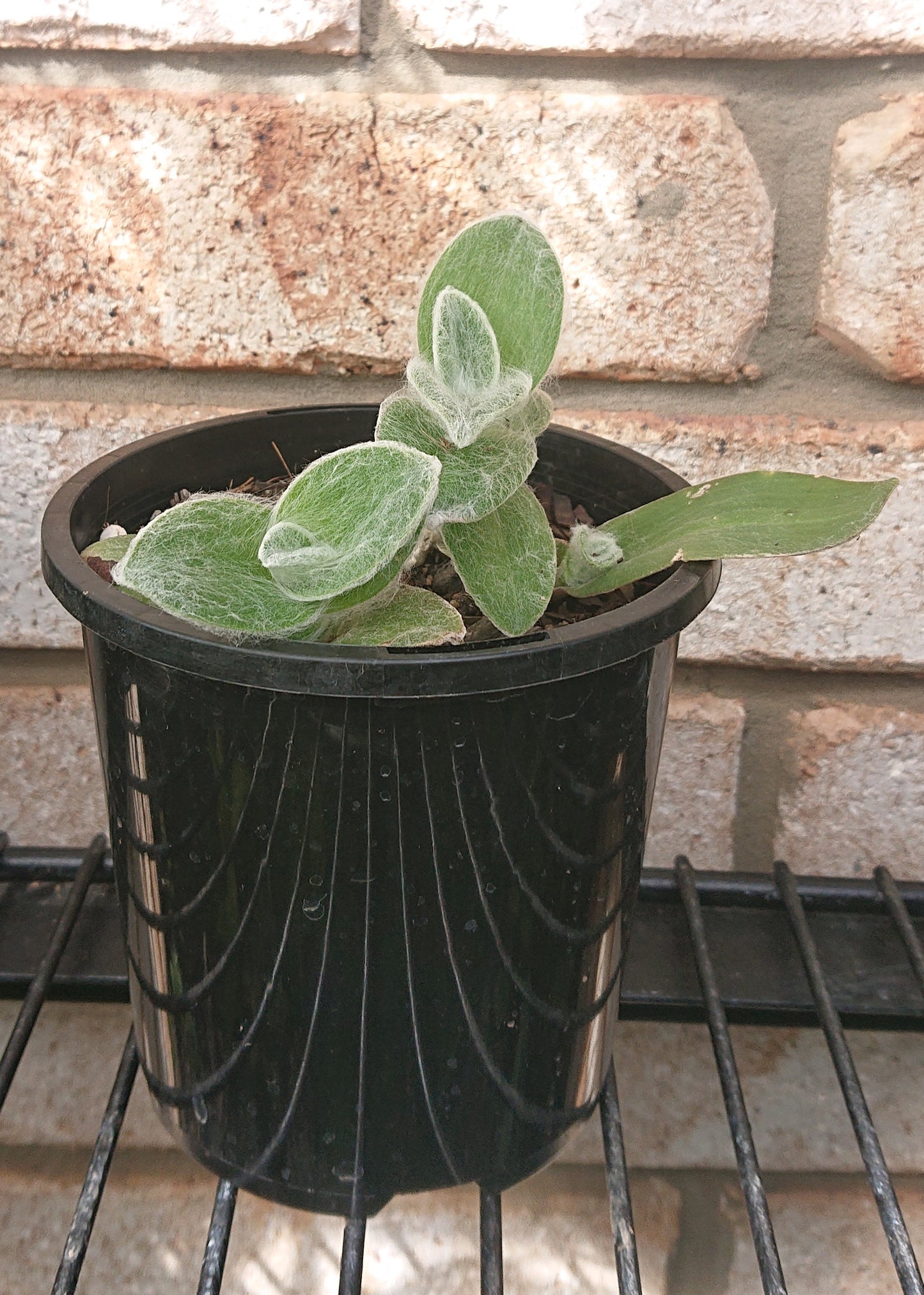 Tradescantia Sillamontana