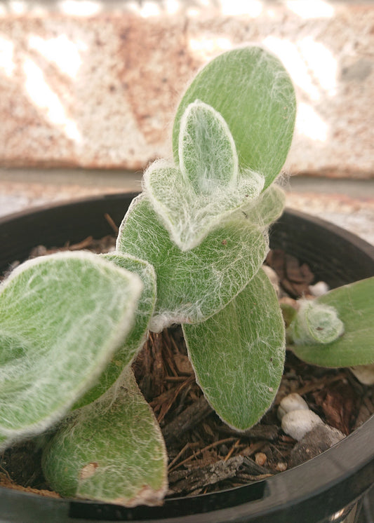 Tradescantia Sillamontana