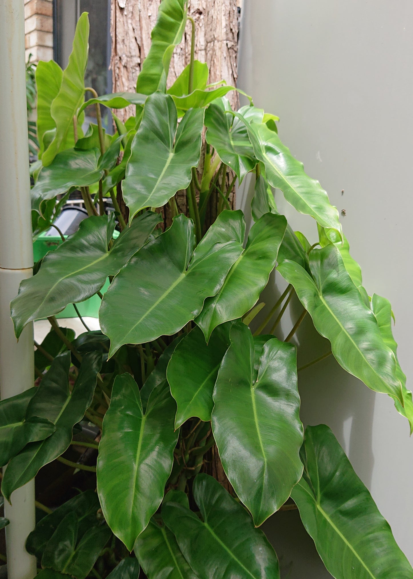 Sale example listing. Philodendron Burle Marx