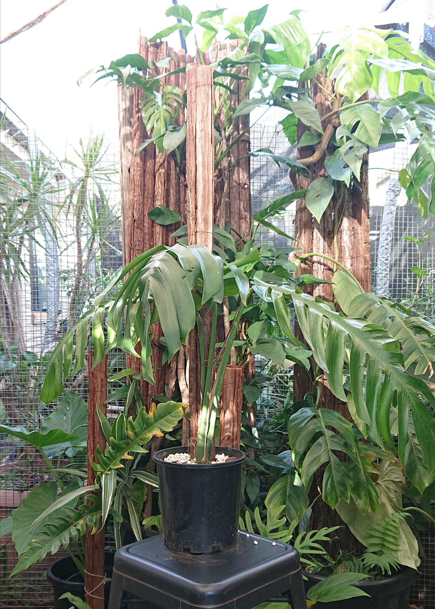 Example listing. Epipremnun Pinatum Mature on 1m totem.