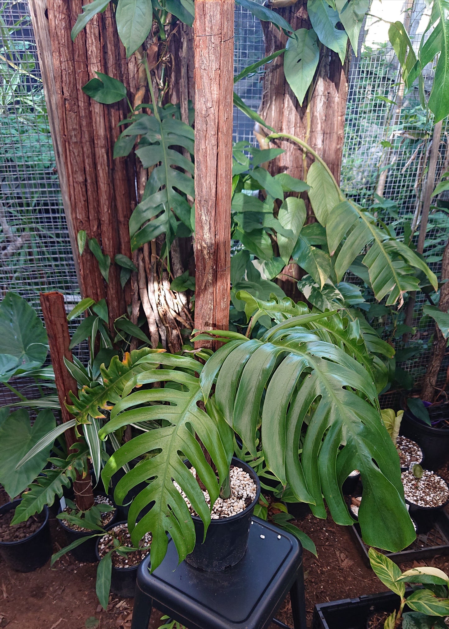 Example listing. Epipremnun Pinatum Mature on 1m totem.