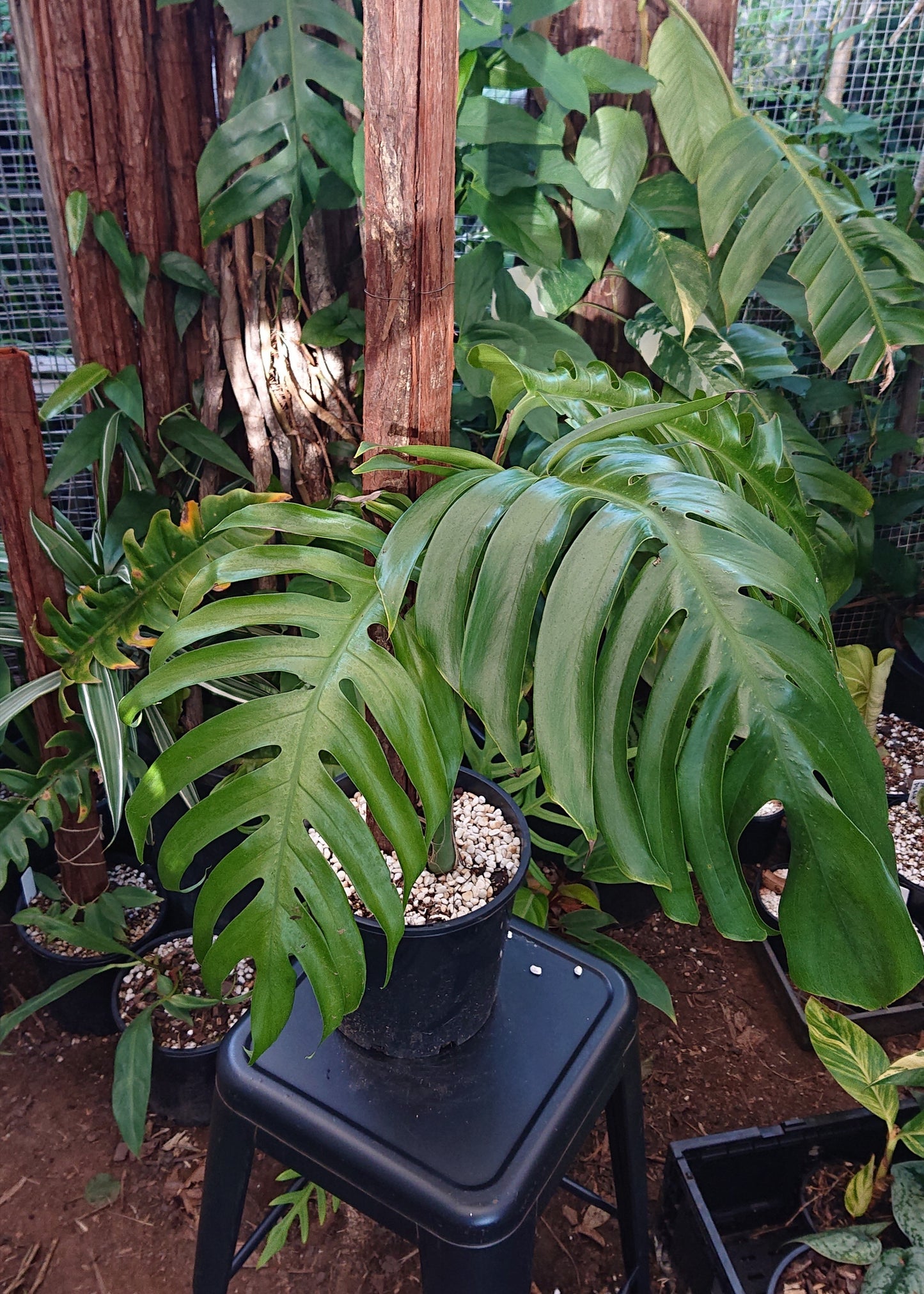 Example listing. Epipremnun Pinatum Mature on 1m totem.