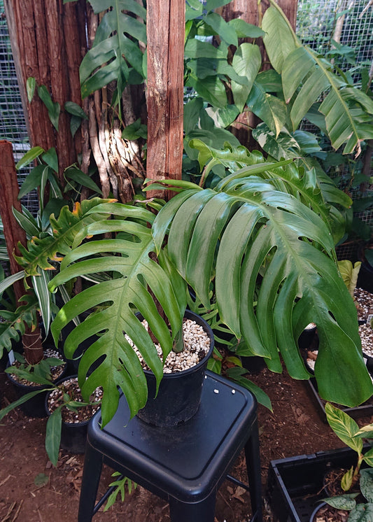 Example listing. Epipremnun Pinatum Mature on 1m totem.