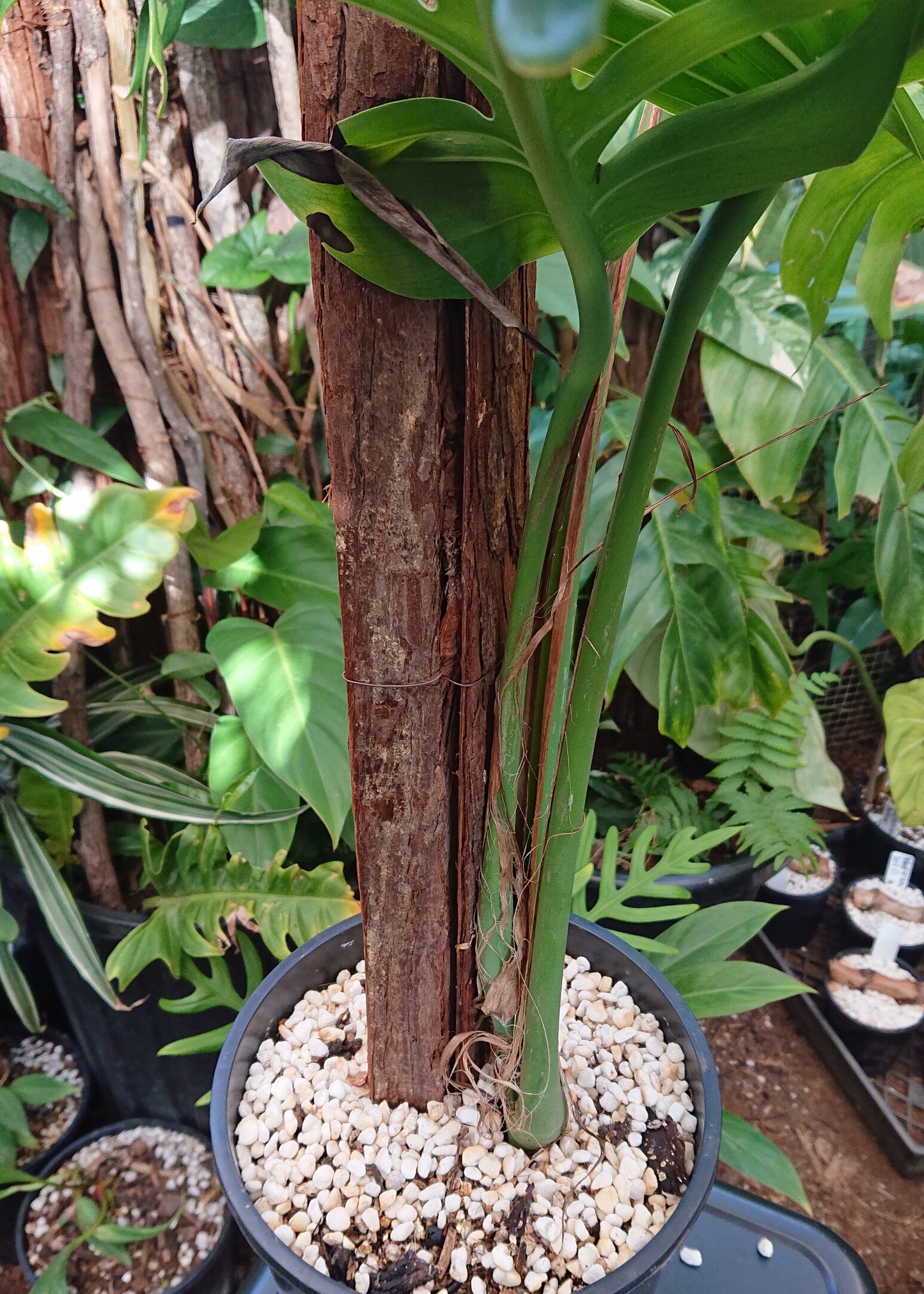 Example listing. Epipremnun Pinatum Mature on 1m totem.