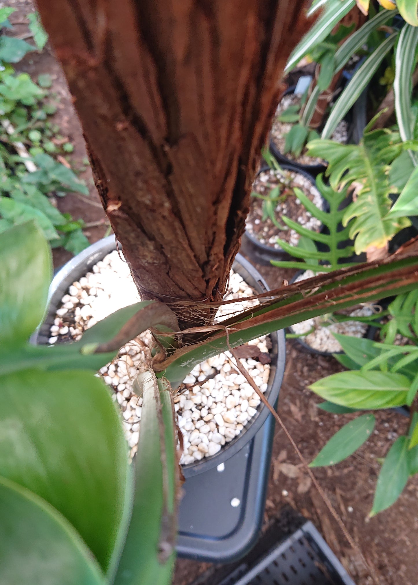 Example listing. Epipremnun Pinatum Mature on 1m totem.