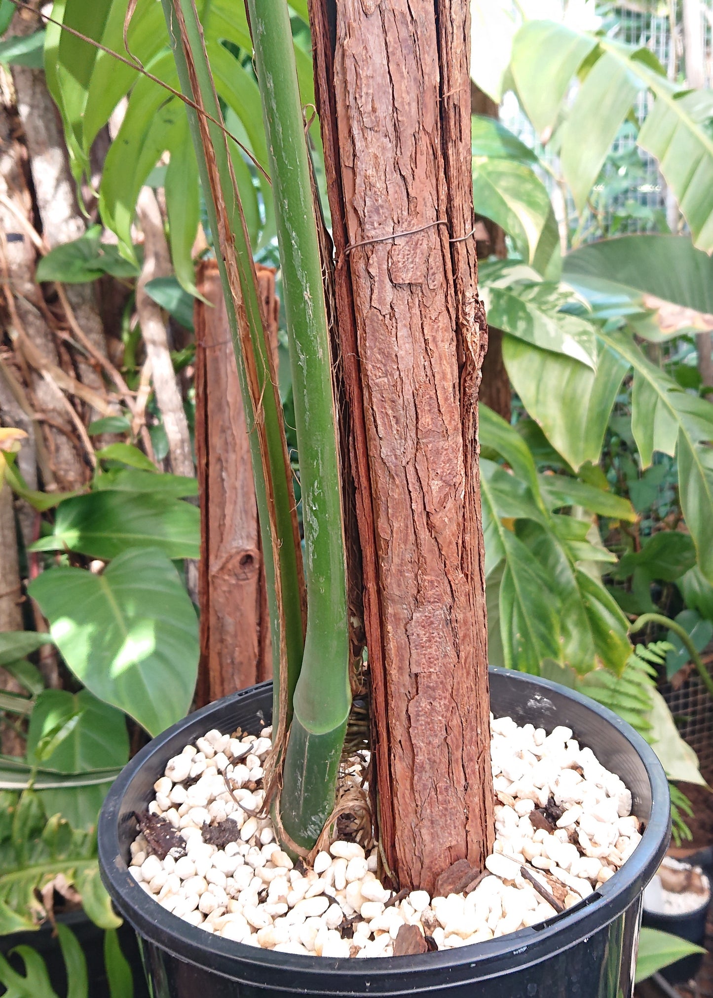 Example listing. Epipremnun Pinatum Mature on 1m totem.
