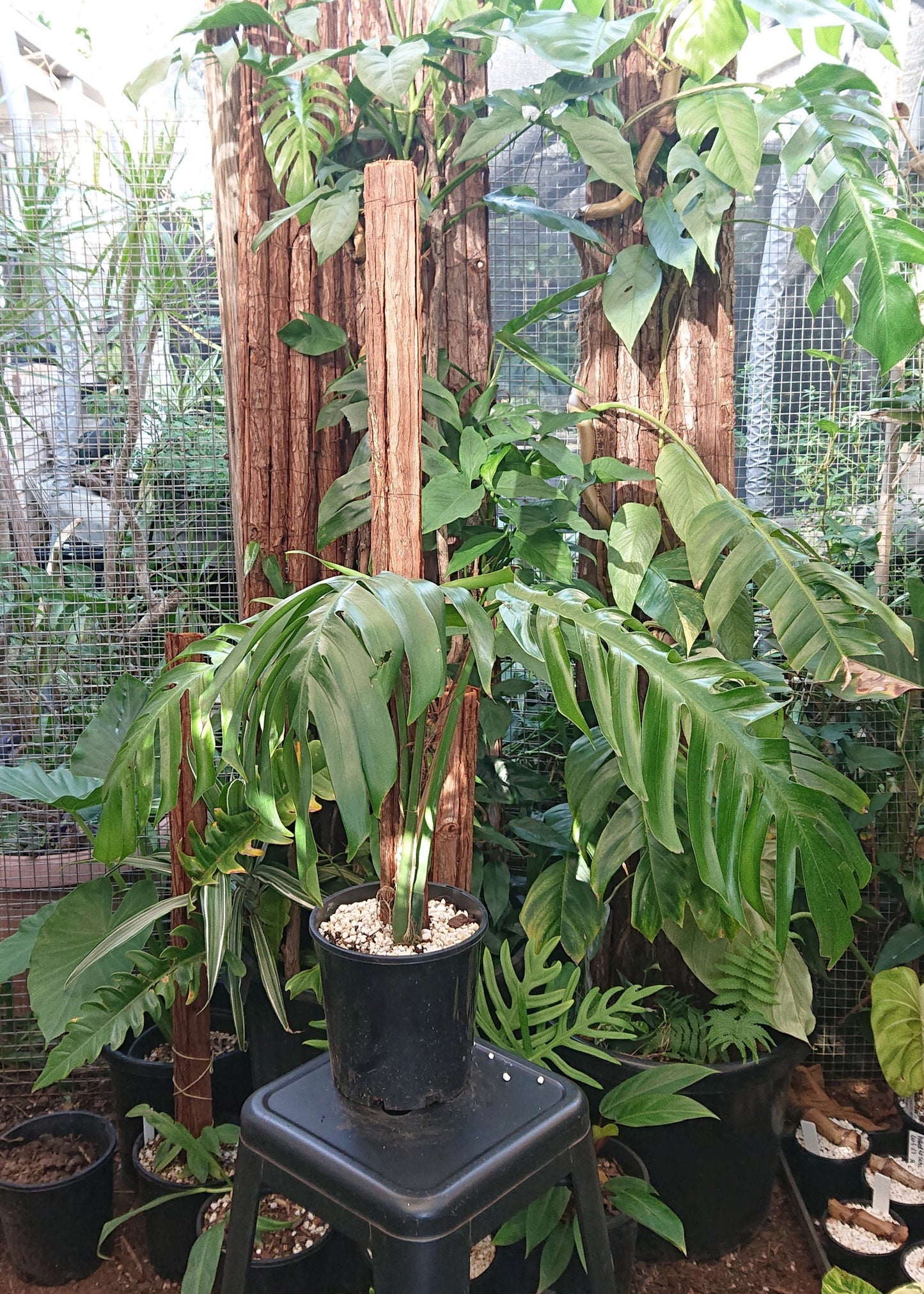 Example listing. Epipremnun Pinatum Mature on 1m totem.