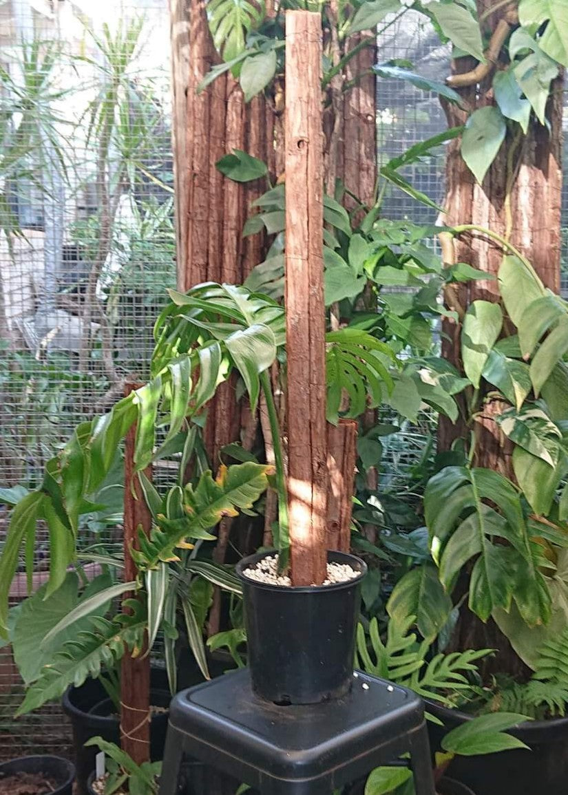 Example listing. Epipremnun Pinatum Mature on 1m totem.