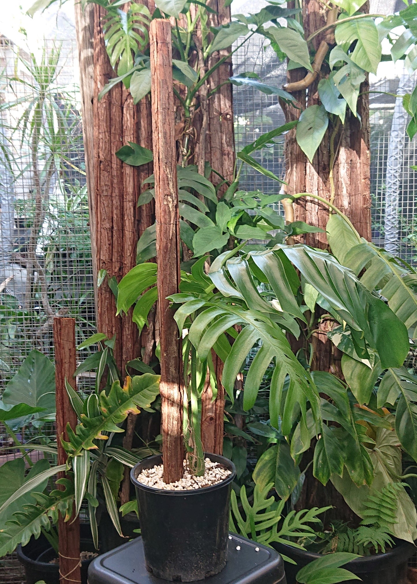 Example listing. Epipremnun Pinatum Mature on 1m totem.