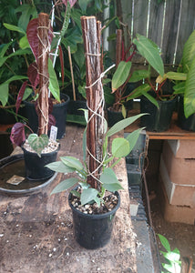 Philodendron Hastatum Multiplanted 50cm totem #1