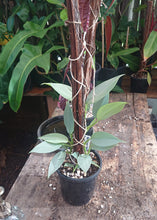 Load image into Gallery viewer, Philodendron Hastatum Multiplanted 50cm totem #1
