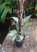Load image into Gallery viewer, Philodendron Hastatum Multiplanted 50cm totem #1
