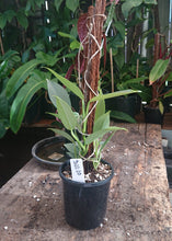 Load image into Gallery viewer, Philodendron Hastatum Multiplanted 50cm totem #1

