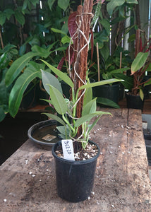 Philodendron Hastatum Multiplanted 50cm totem #1