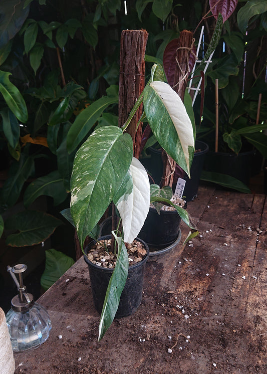 EXAMPLE Epipremnum Pinnatum Variegated