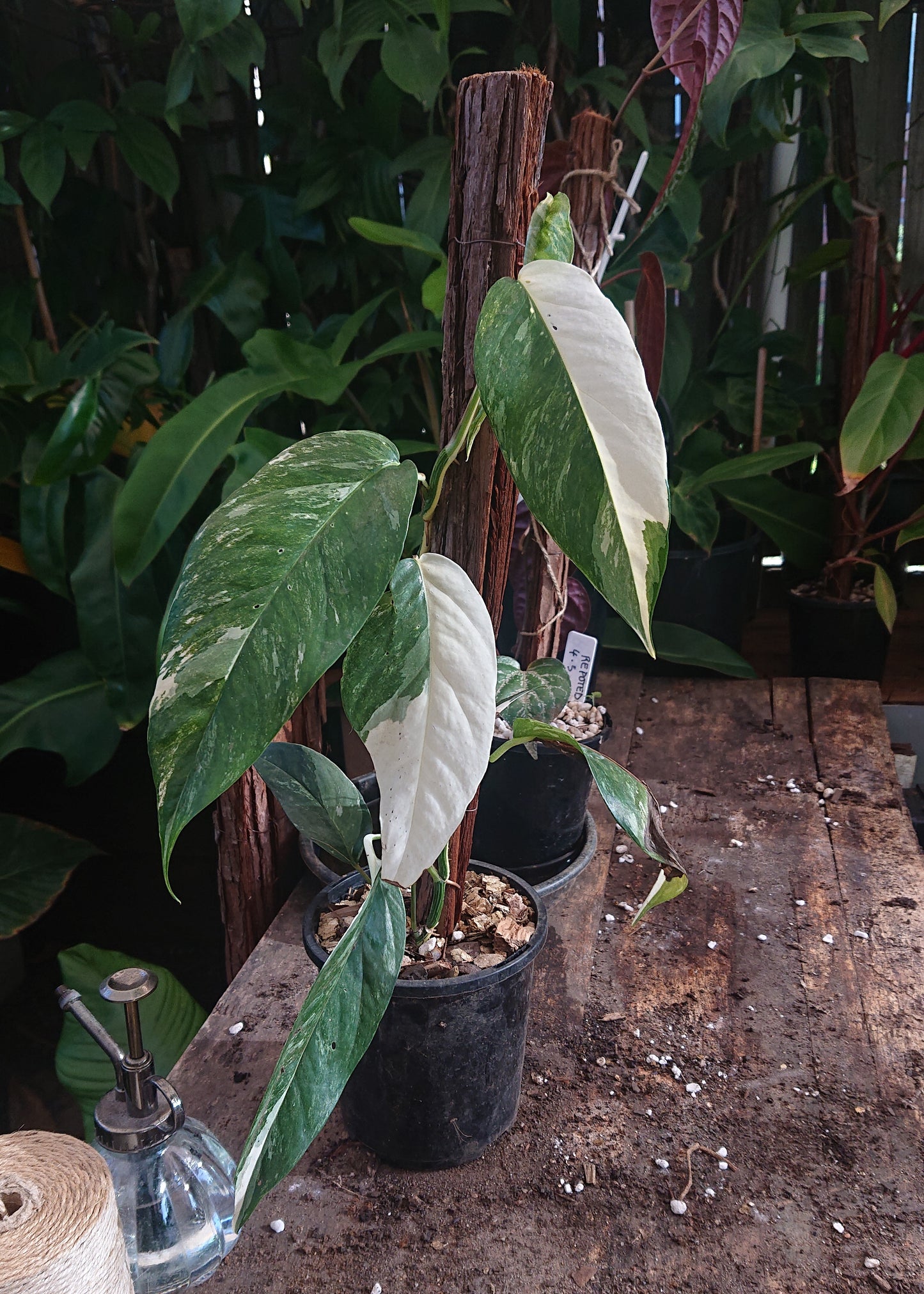 EXAMPLE Epipremnum Pinnatum Variegated