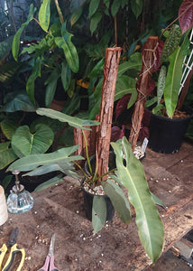 Philodendron Atabapoense 50cm totem #1