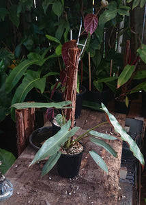 Philodendron Atabapoense 50cm totem #1