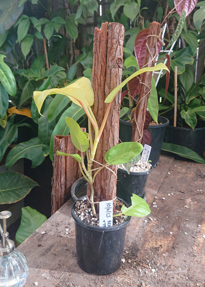 EXAMPLE Philodendron Lemon Lime 50cm totem #1