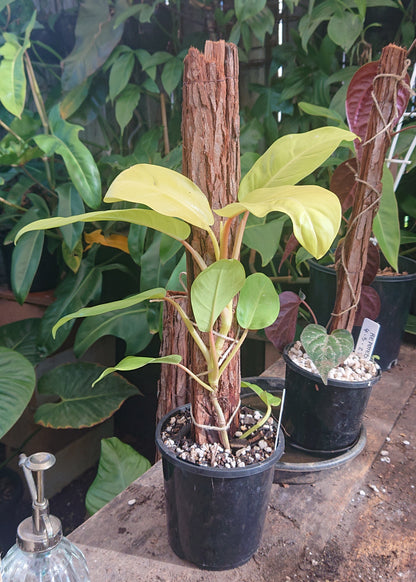 EXAMPLE Philodendron Lemon Lime 50cm totem #1