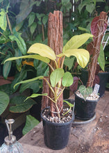 Load image into Gallery viewer, Philodendron Lemon Lime 50cm totem #1

