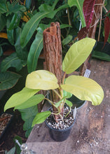 Load image into Gallery viewer, Philodendron Lemon Lime 50cm totem #1
