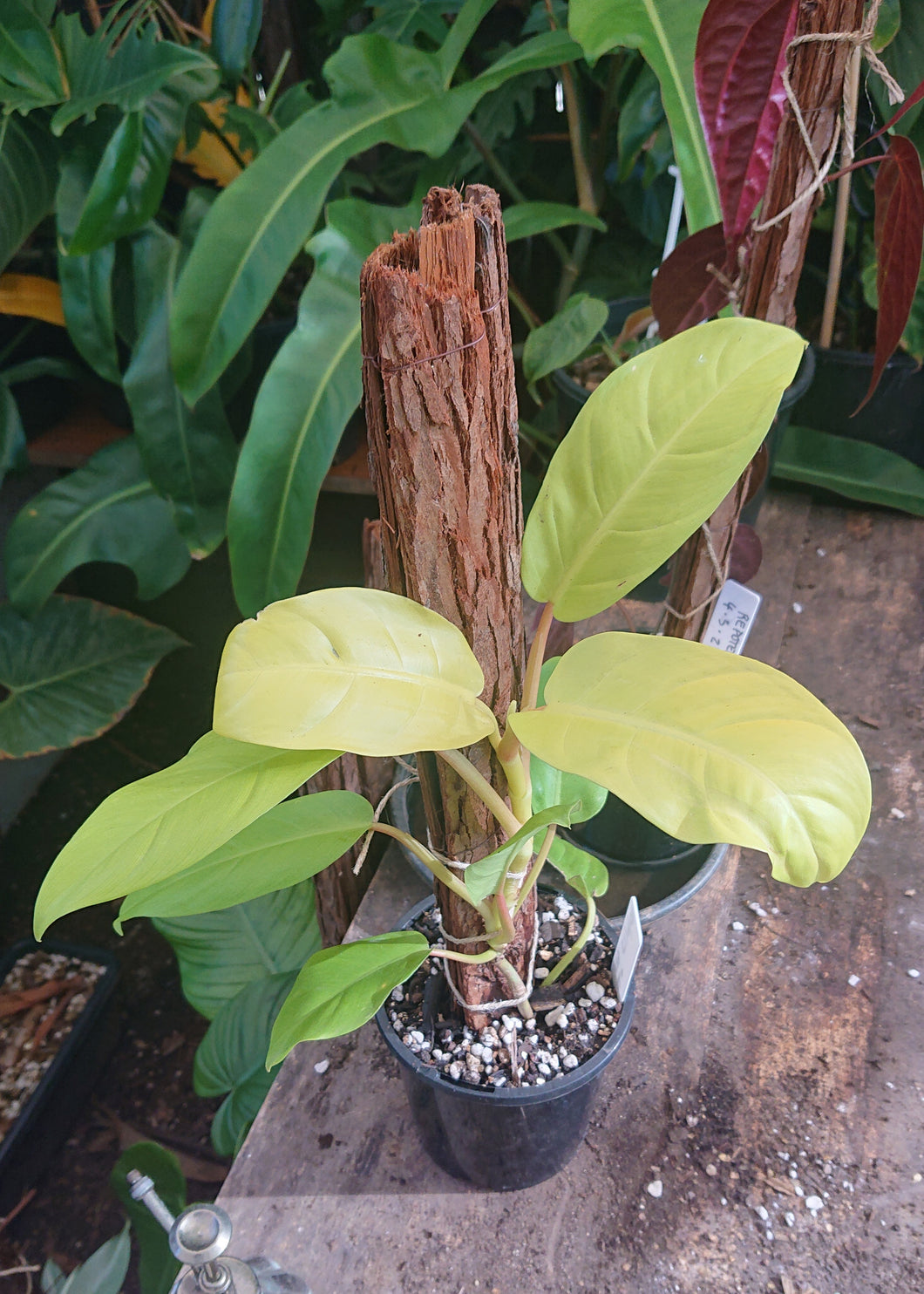 Philodendron Lemon Lime 50cm totem #1