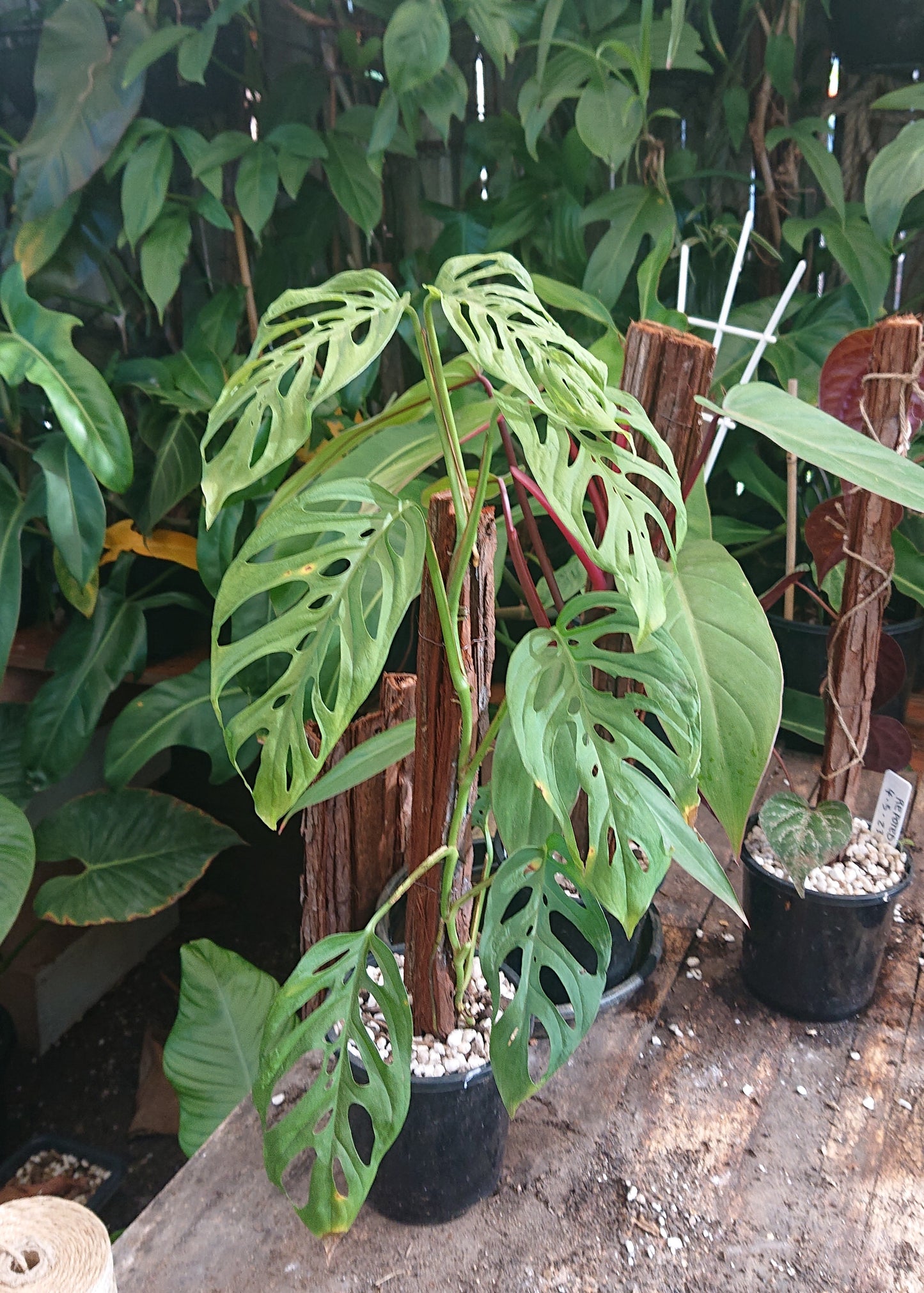 EXAMPLE Monstera Adansonii 50cm totem #1