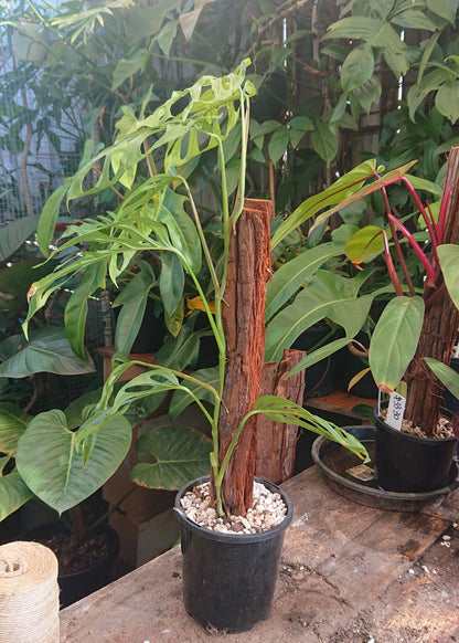 EXAMPLE Monstera Adansonii 50cm totem #1