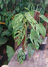 Load image into Gallery viewer, Monstera Adansonii 50cm totem #1

