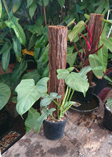 Load image into Gallery viewer, Philodendron Bipennifolium 50cm totem #1
